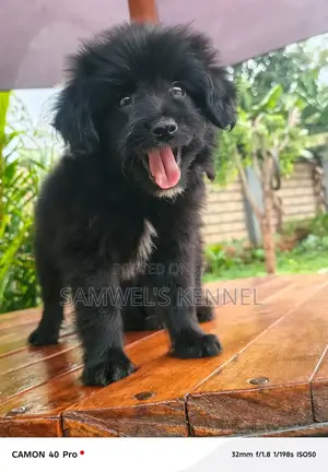 1-3 months Male Purebred Havanese