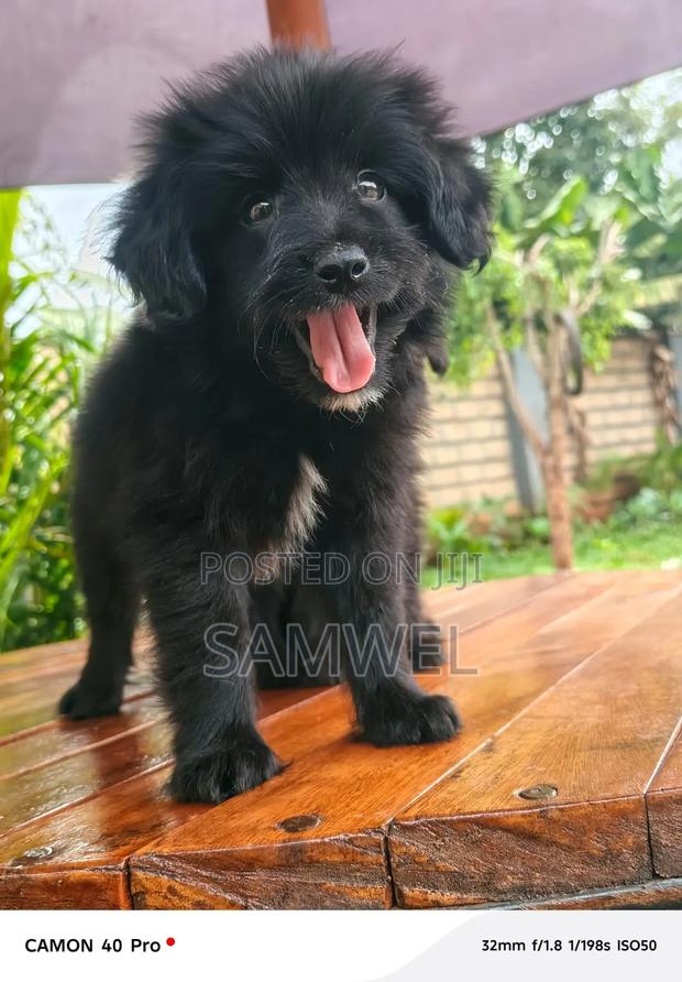 1-3 months Male Purebred Havanese