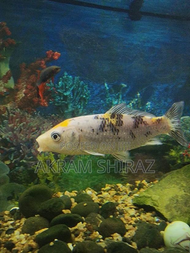 Big Size Koi - main view