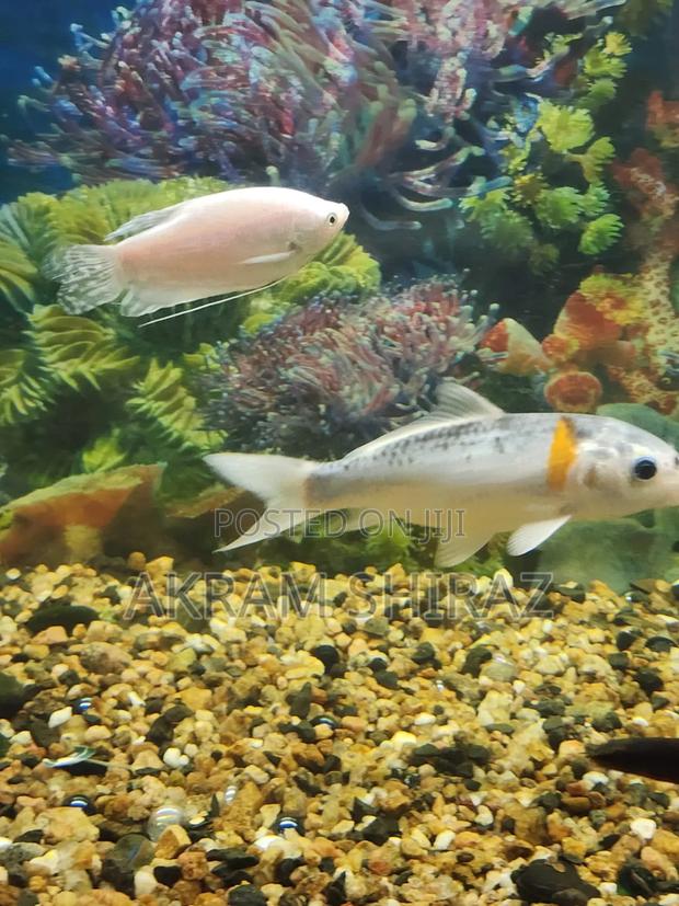 Big Size Koi - thumbnail 2