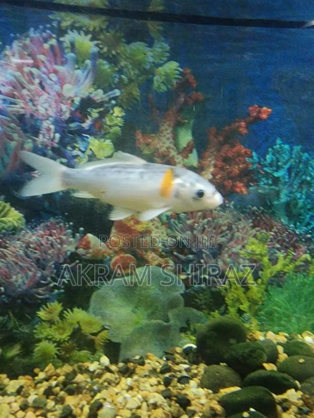 Big Size Koi - thumbnail 3