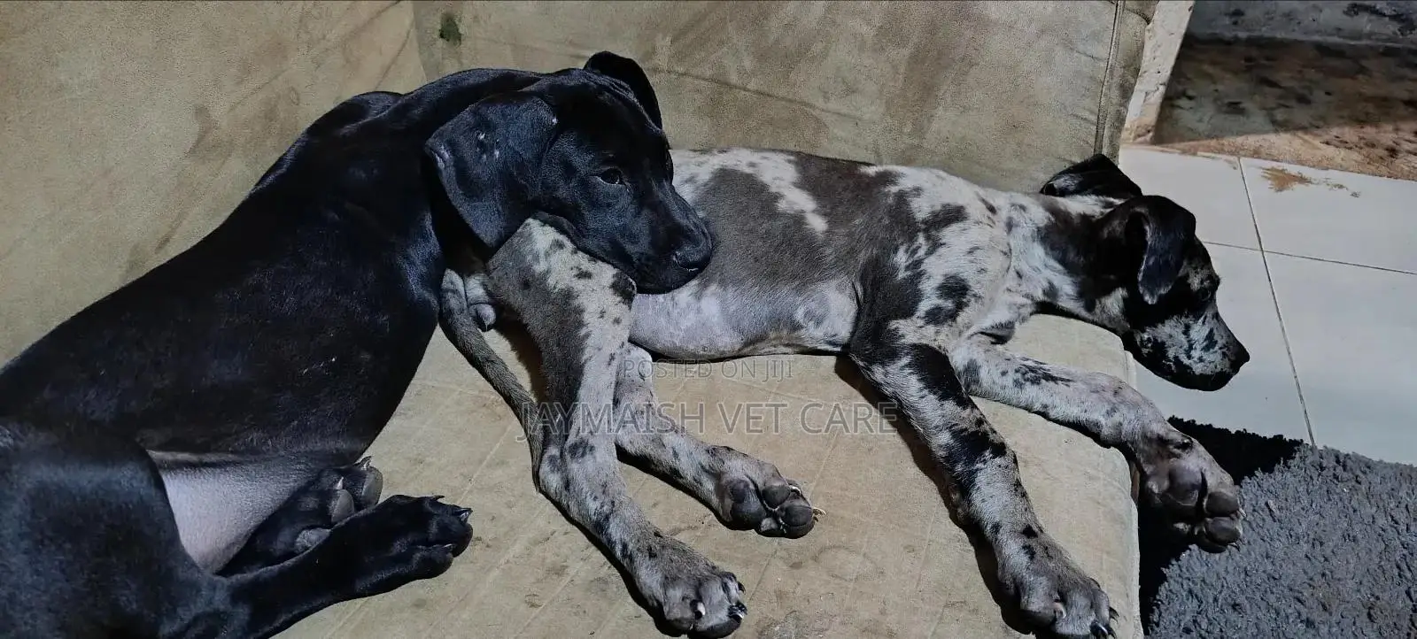1-3 months Female Purebred Great Dane