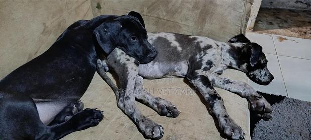 1-3 months Female Purebred Great Dane - thumbnail 11