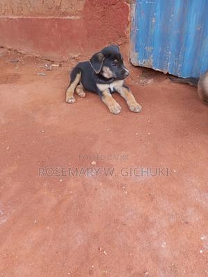 1-3 months Male Mixed Breed Boerboel - thumbnail 2