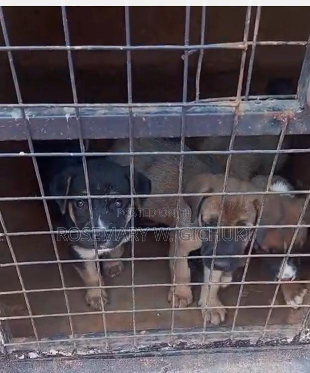 1-3 months Male Mixed Breed Boerboel - thumbnail 3