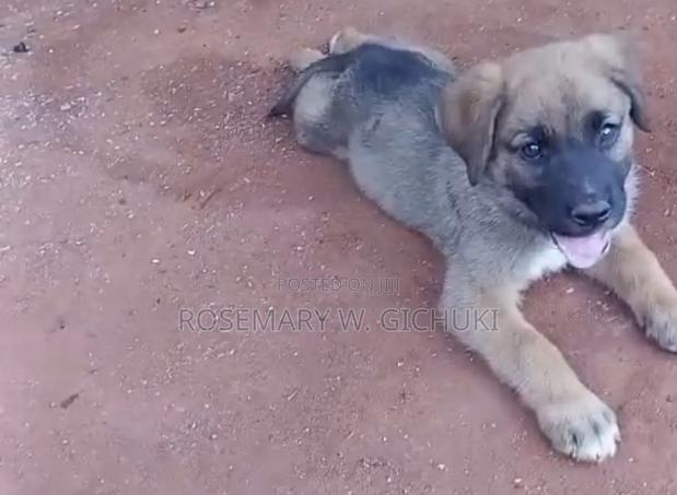 1-3 months Male Mixed Breed Boerboel - thumbnail 4
