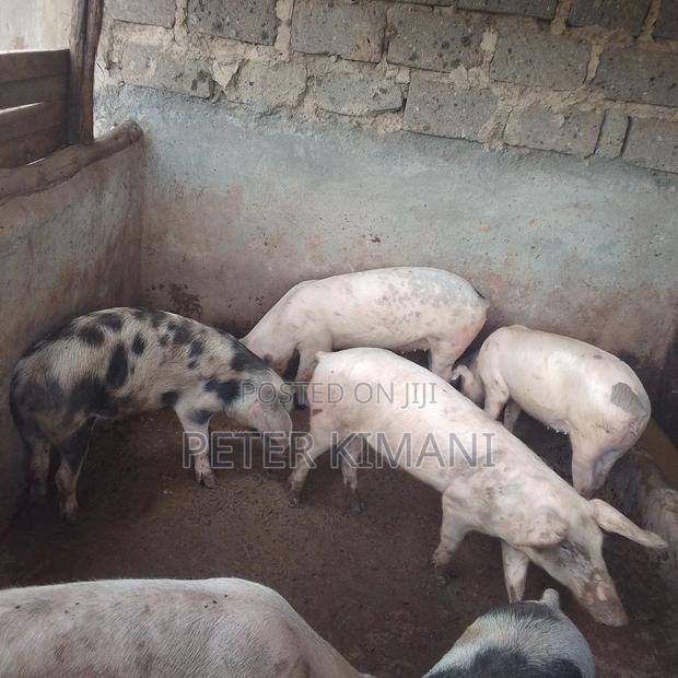6 Months Pigs
