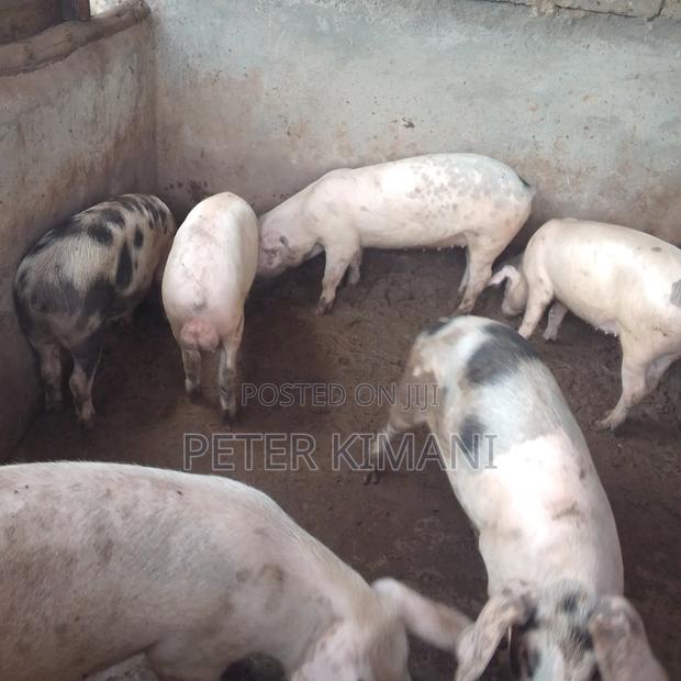6 Months Pigs - thumbnail 2