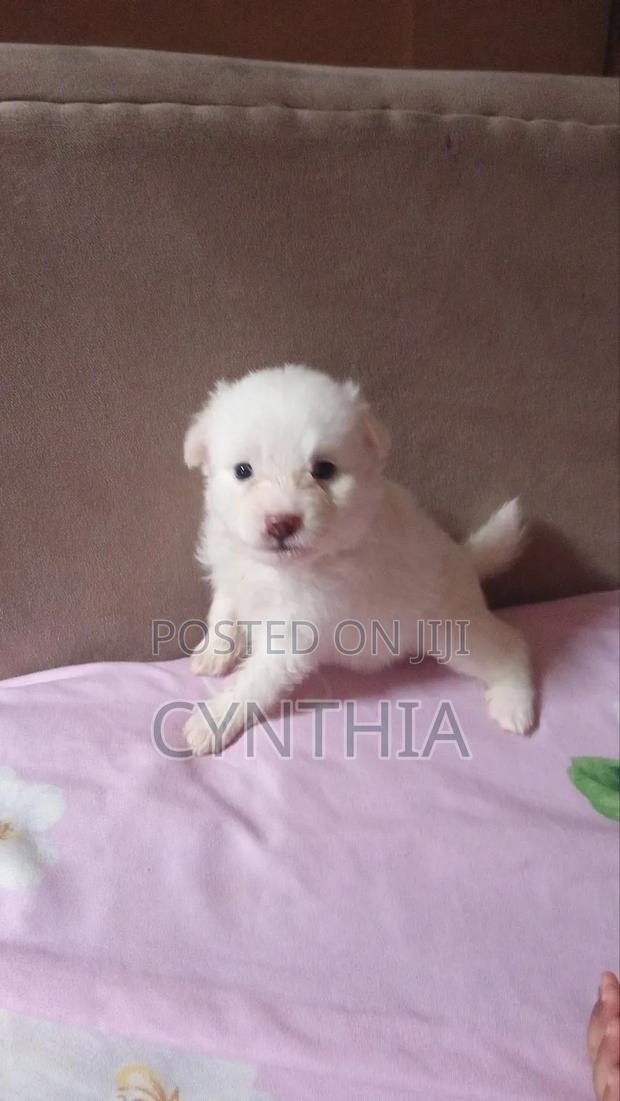 1-3 months Female Purebred Japanese Spitz