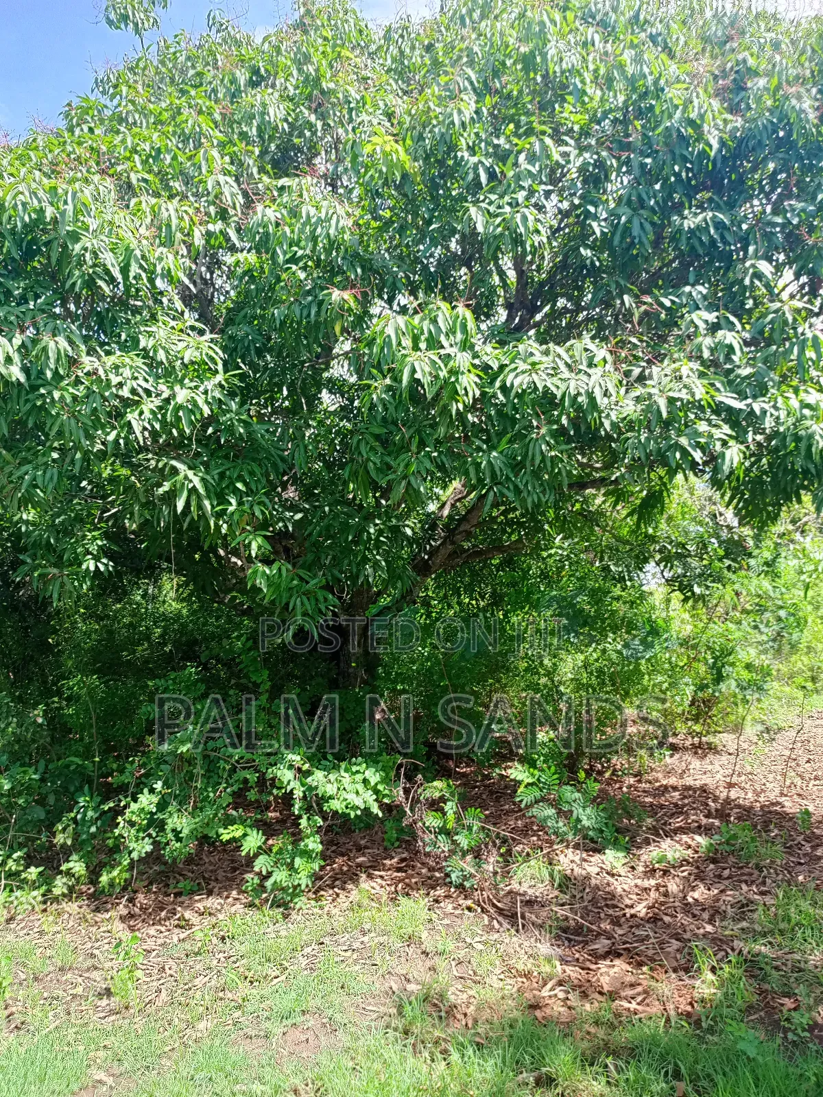 One Acre Villa Mandhari Area Diani on Sale!