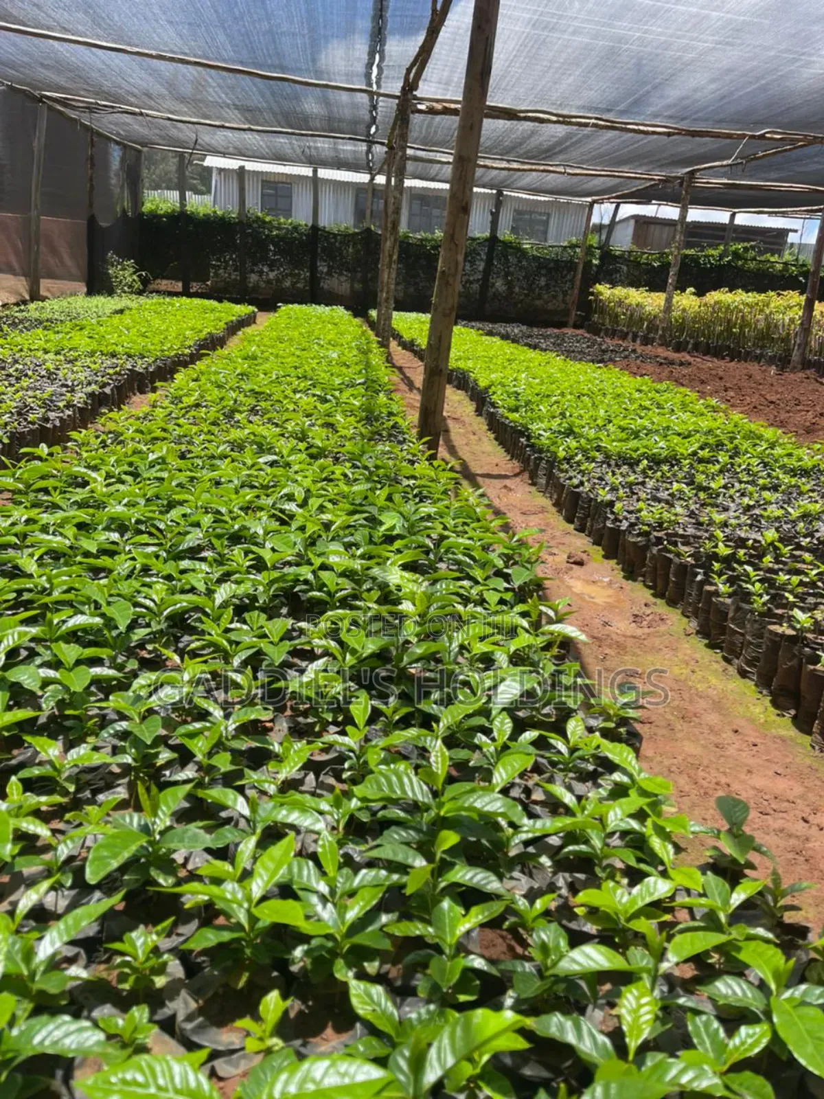 Coffee,Mango,Passion,Grafted Seedling's