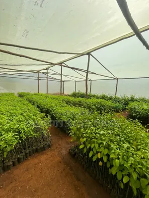 Coffee,Mango,Passion,Grafted Seedling's