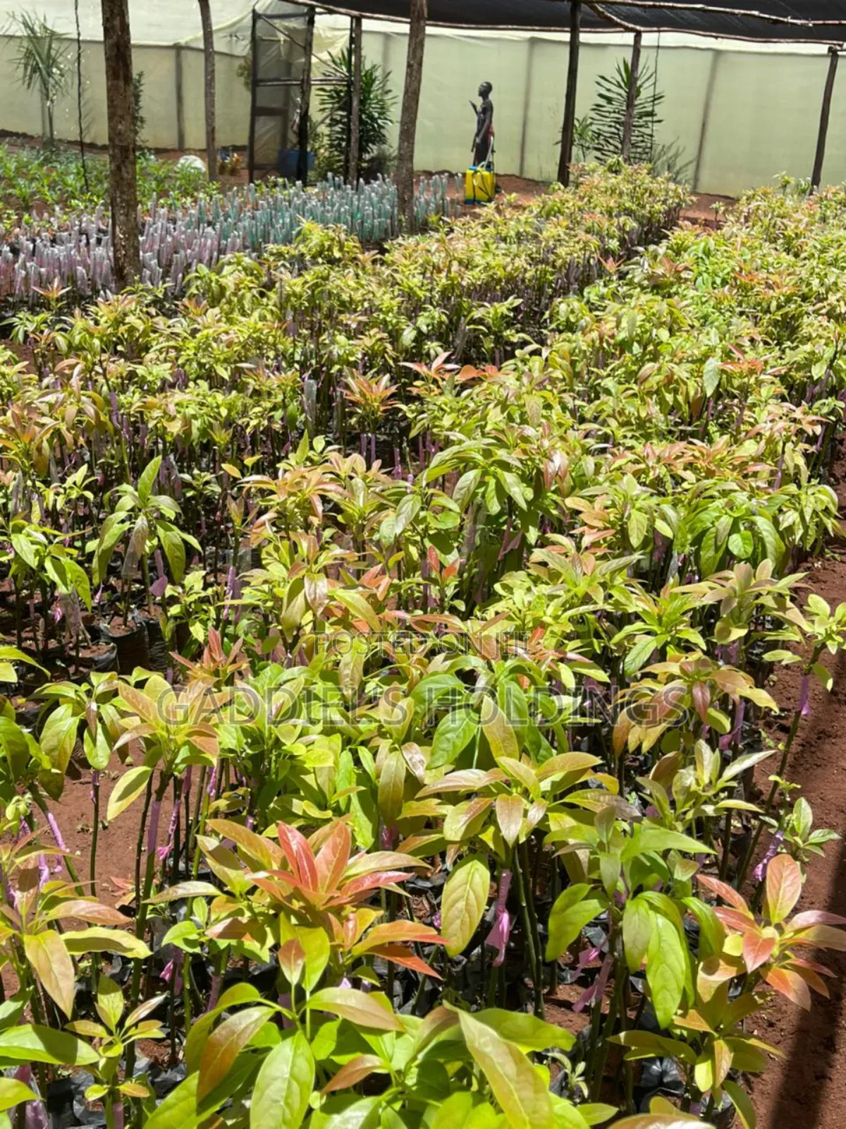 Coffee,Mango,Passion,Grafted Seedling's