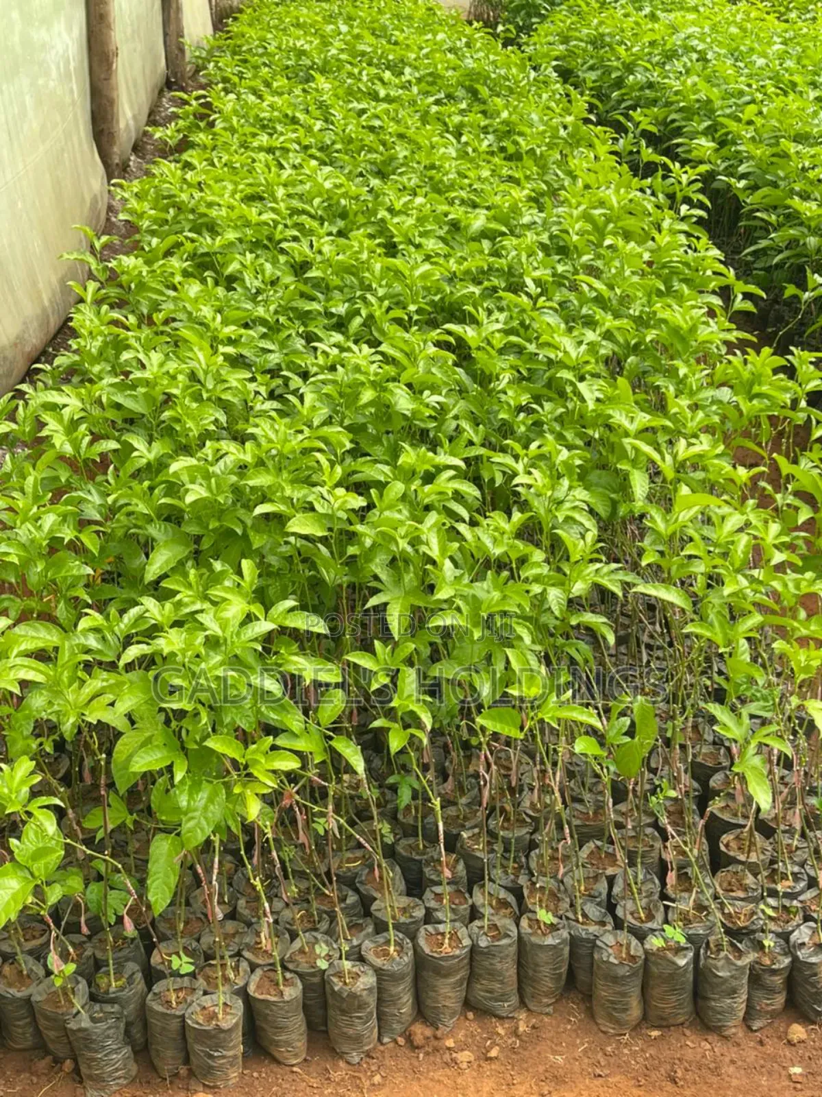 Coffee,Mango,Passion,Grafted Seedling's