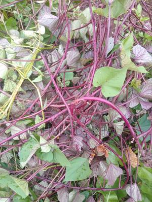 Purple Sweet Potato Vines