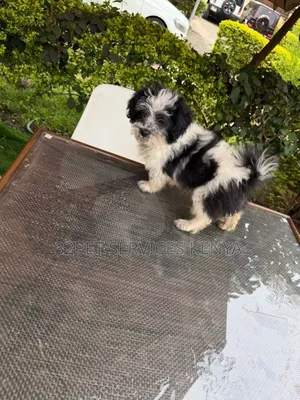 3-6 months Male Purebred Maltese