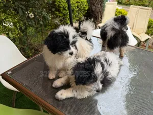 3-6 months Male Purebred Maltese