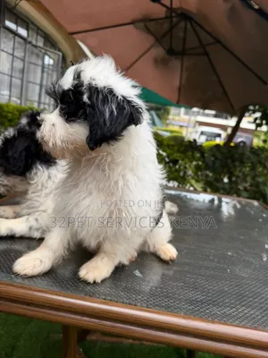 3-6 months Male Purebred Maltese