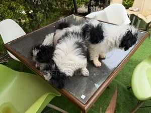 3-6 months Male Purebred Maltese