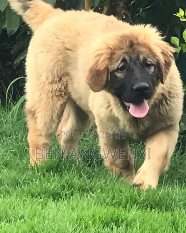 1-3 months Male Purebred Caucasian Shepherd