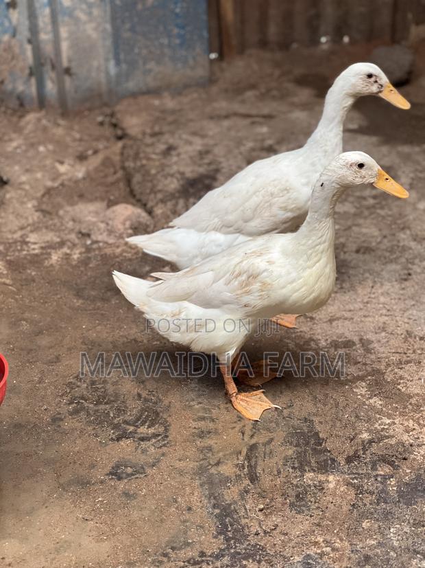 Indian Runner Ducks Couple - main view