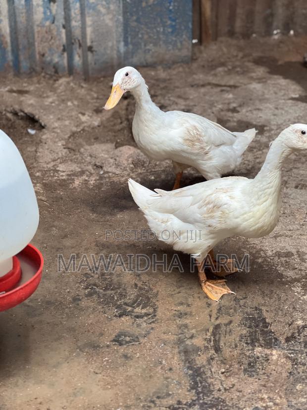 Indian Runner Ducks Couple - thumbnail 2
