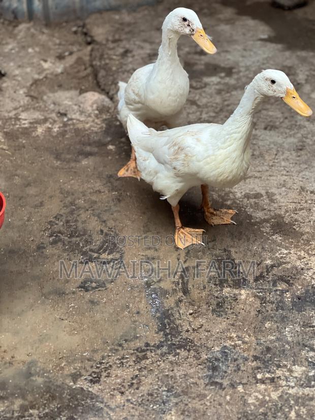 Indian Runner Ducks Couple - thumbnail 3