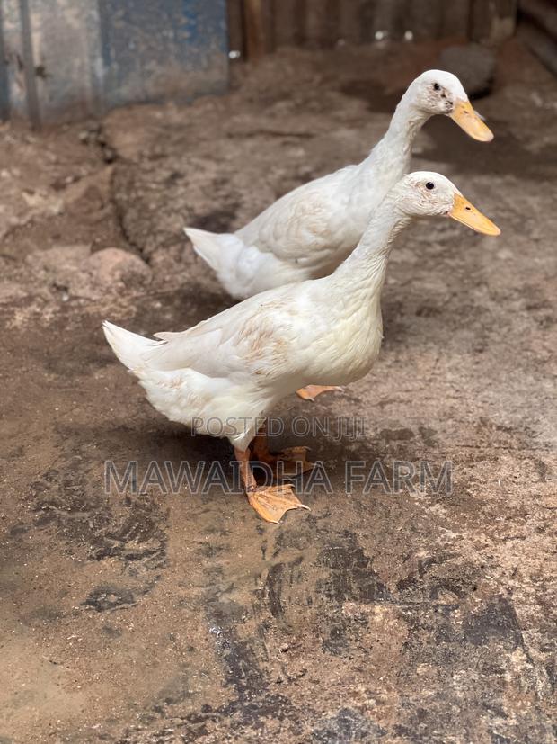 Indian Runner Ducks Couple - thumbnail 4