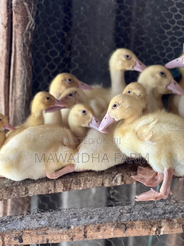 Pure Pekin Ducklings - thumbnail 4