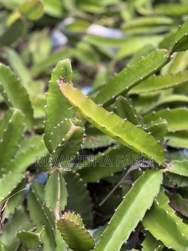 Dragon Fruit Seedlings Well Rooted - thumbnail 2