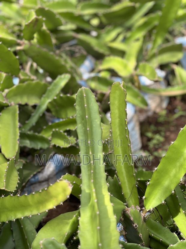 Dragon Fruit Seedlings Well Rooted - thumbnail 3