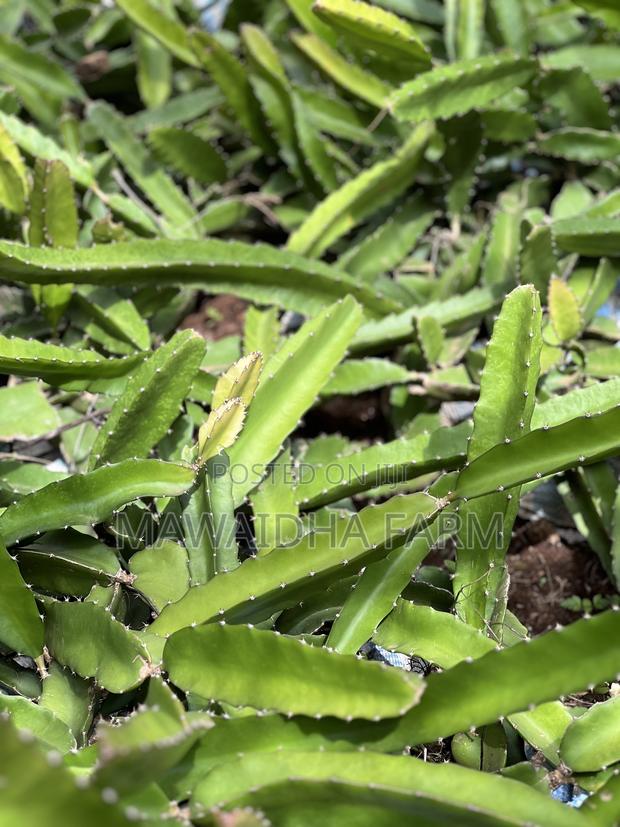 Dragon Fruit Seedlings Well Rooted - main view