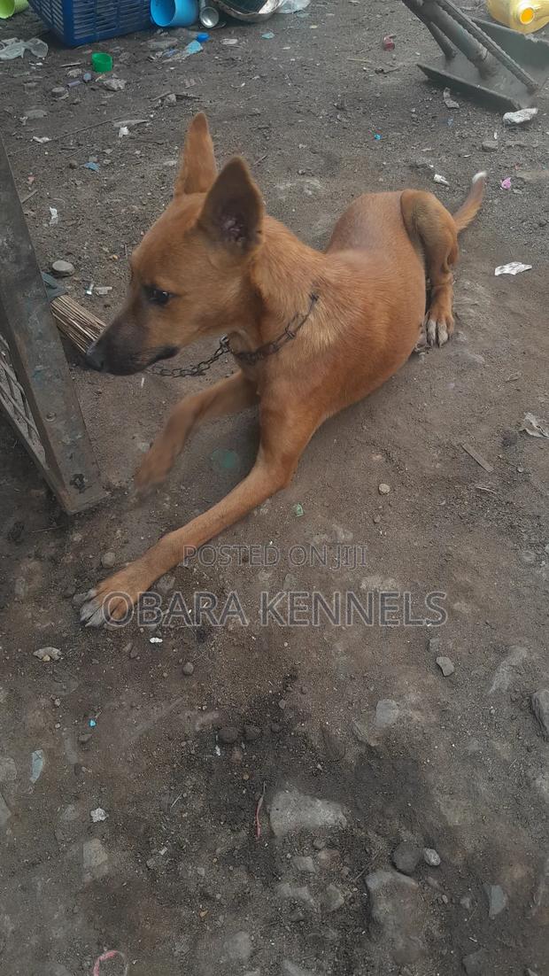 1-3 months Female Mixed Breed Basenji - thumbnail 6