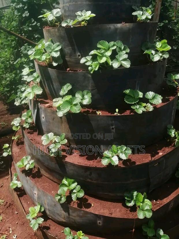 Strawberry Gardens - thumbnail 2