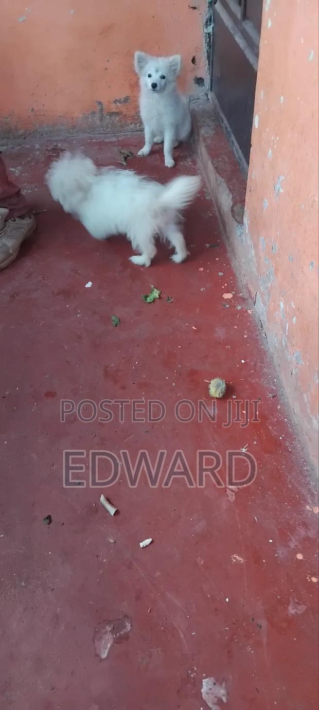 1-3 months Male Purebred Japanese Spitz