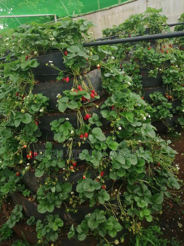 Strawberry Gardens - thumbnail 4