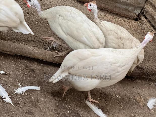 Kanga Female Adult Guinea Fowls