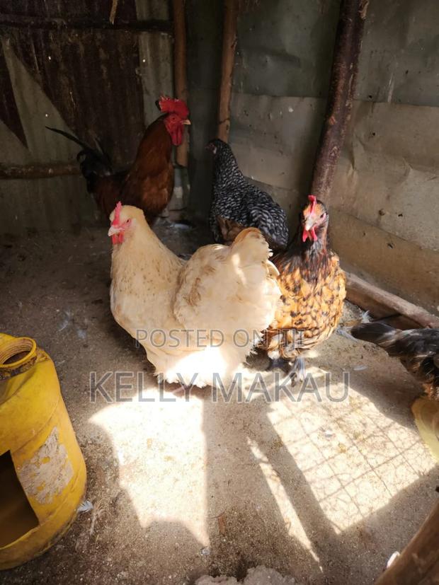 Female Orpingtons on Offer - thumbnail 8