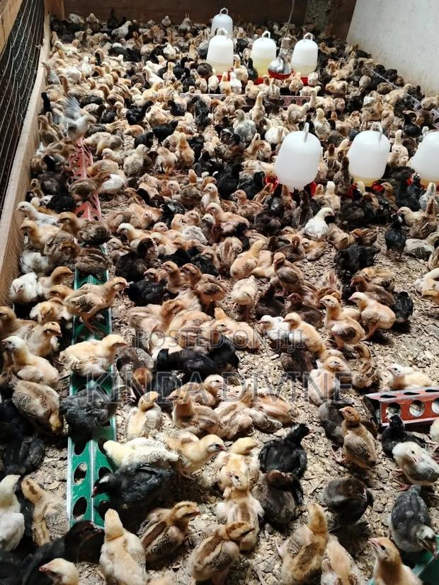 2 Weeks Old - main view