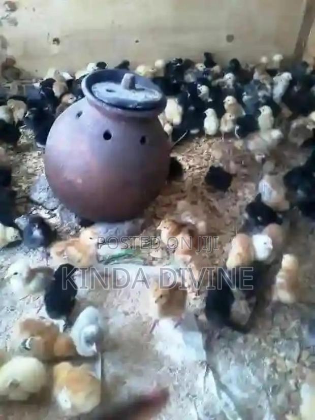 2 Weeks Old - thumbnail 5