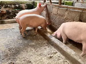 Served and Unserved Maxgrow Duroc Gilts