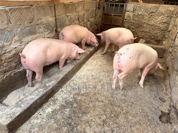Served and Unserved Maxgrow Duroc Gilts - main view