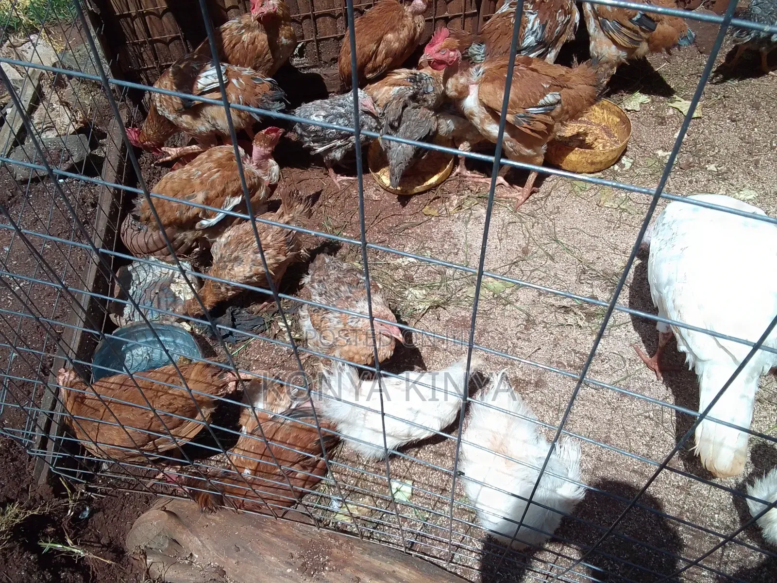 Silkie Bantam Pair