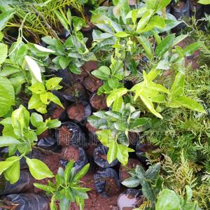 Blessed Makueni Seedling for Sale - thumbnail 2