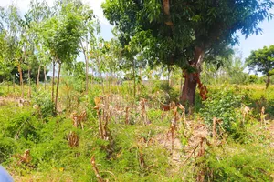 50 X 100 Kilifi Mastangoni