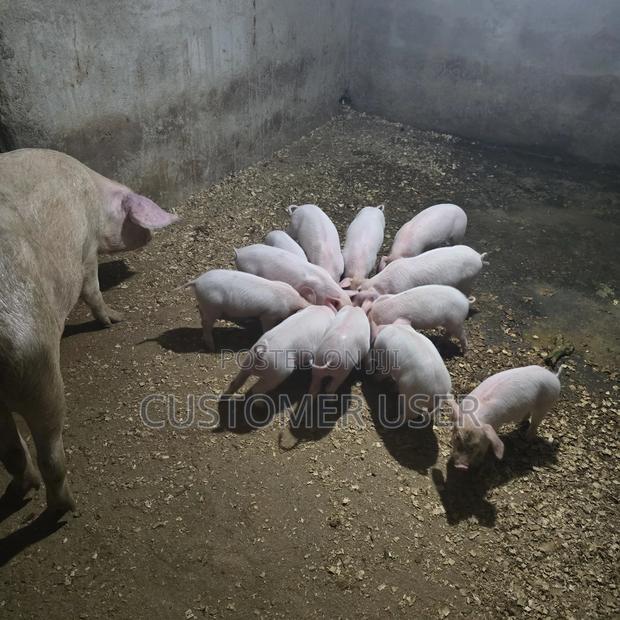 Farmers Choice Piglets - main view