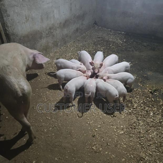 Farmers Choice Piglets - thumbnail 2
