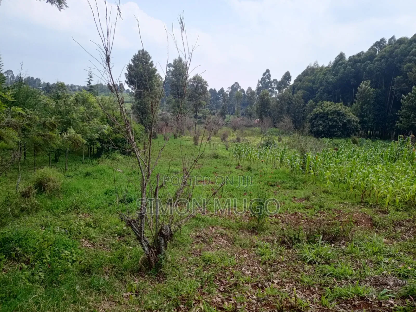 Kitsuru Very Prime Fairy Flat Red Soi 5 Acres