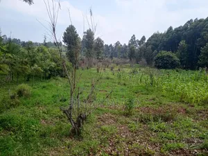Kitsuru Very Prime Fairy Flat Red Soi 5 Acres