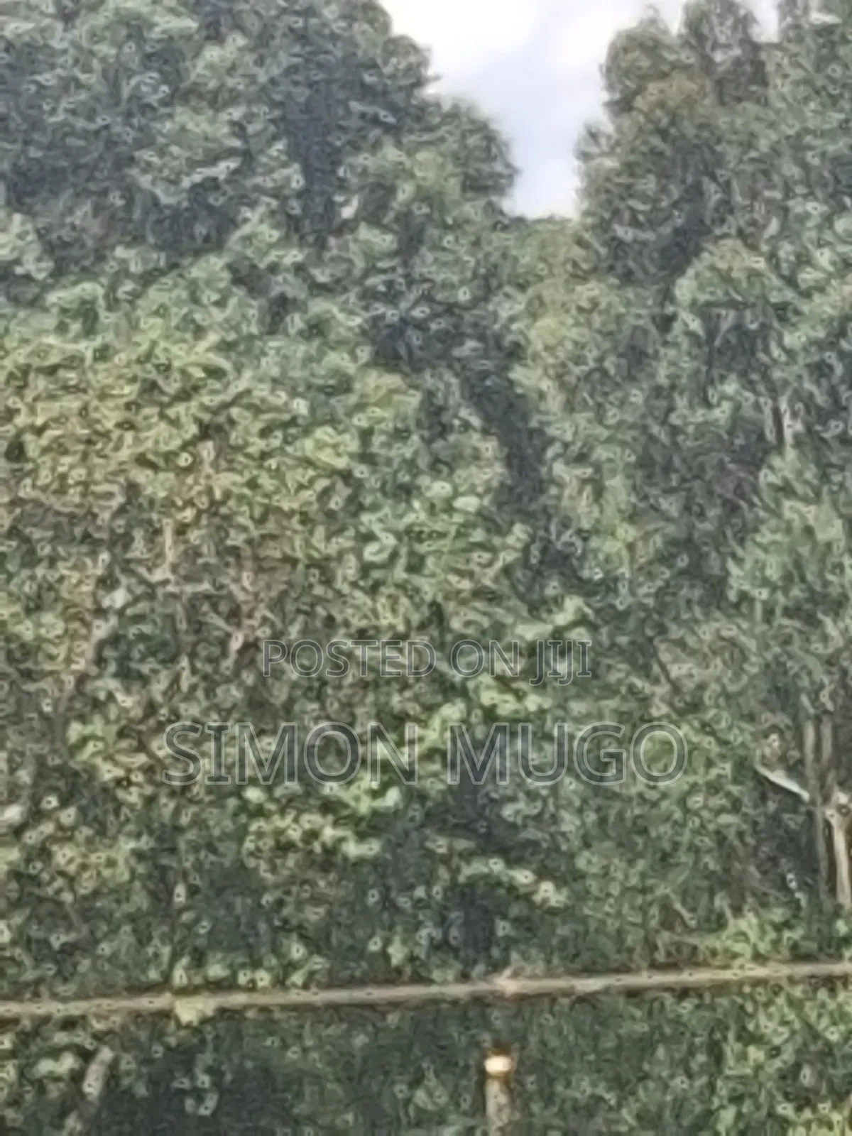 Kitsuru Very Prime Fairy Flat Red Soi 5 Acres
